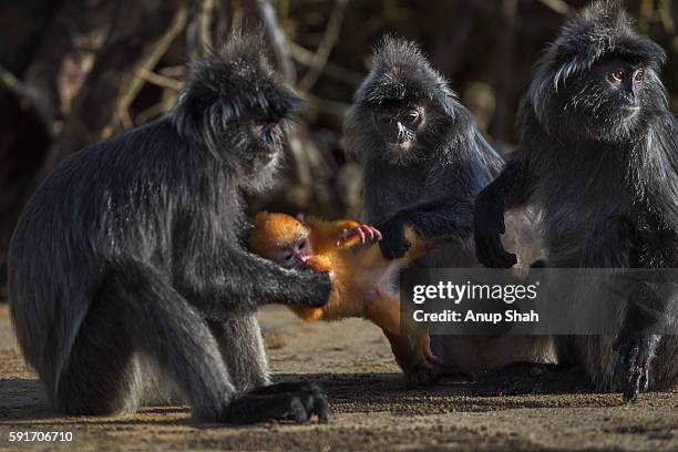 silvered or silver-leaf langur females in a disagreement over a baby - silvered leaf monkey bildbanksfoton och bilder