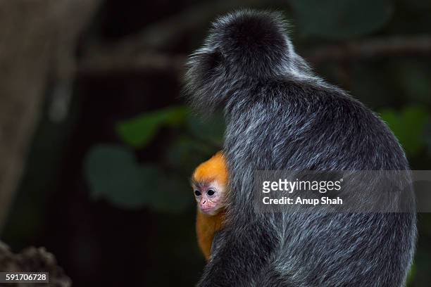 silvered or silver-leaf langur female sitting with her baby aged 1-2 weeks - silvered leaf monkey fotografías e imágenes de stock