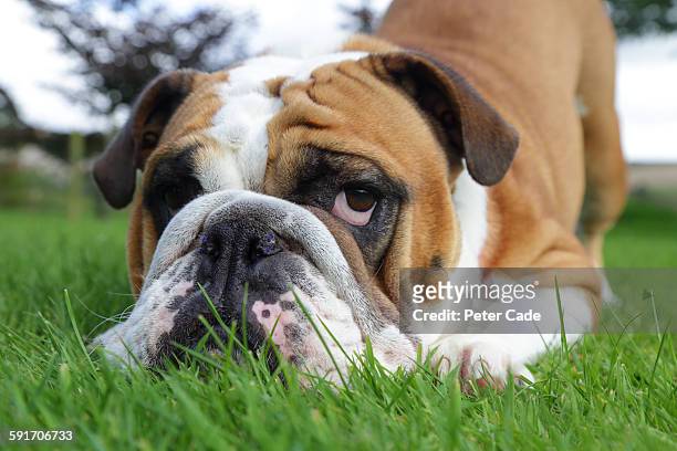 bull dog in grass - bulldogge stock-fotos und bilder