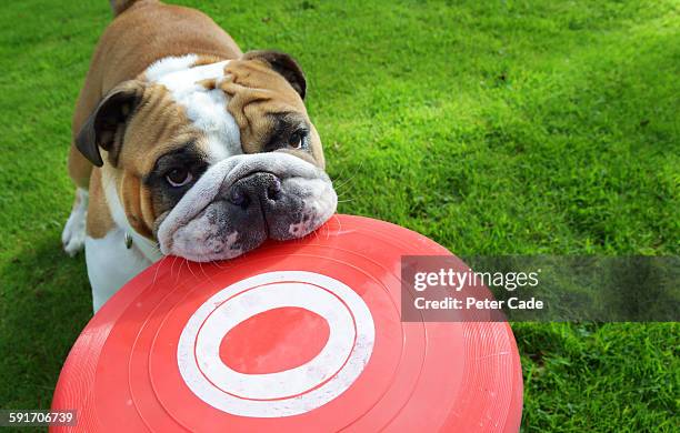 bull dog holding frisbee in mouth - frisbee fotografías e imágenes de stock