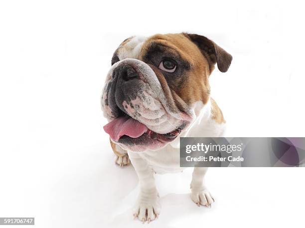 bulldog - bulldog photos et images de collection