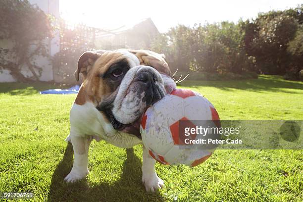 bulldog in garden with large ball - dog and ball photos et images de collection