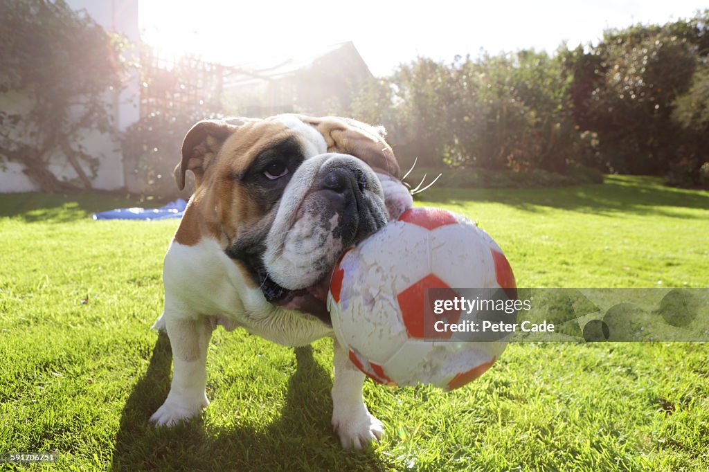 Bulldog in garden with large ball