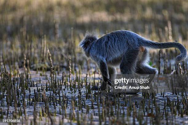 silvered or silver-leaf langur walking through mangrove swamp revealed at low tide - silvered leaf monkey fotografías e imágenes de stock