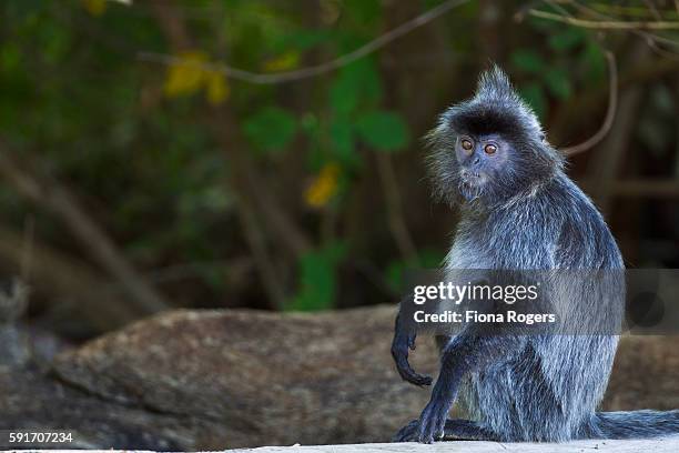 silvered or silver-leaf langur juvenile sitting on a beach - silvered leaf monkey stock-fotos und bilder