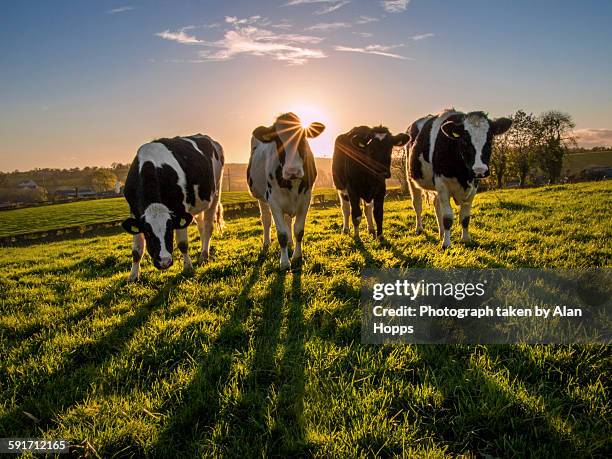 heifers at sunset - dairy cows stock-fotos und bilder