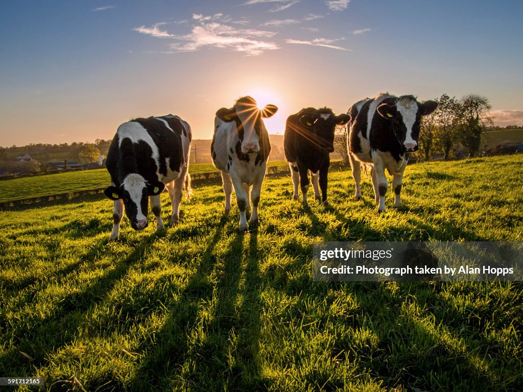 Heifers at sunset