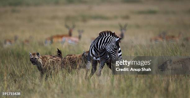 common or plains zebra male lame from an injury hunted by spotted hyena - spotted hyena stockfoto's en -beelden