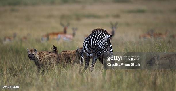 Zebra Injuries Common Or Plains Zebra Male Lame From An Injury Hunted By Spotted Hyena ...