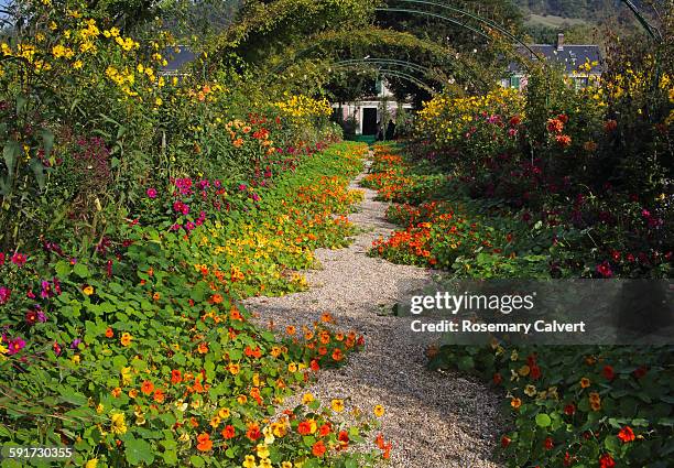 spreading nasturtium plants with flowers, giverny. - giverny stock pictures, royalty-free photos & images