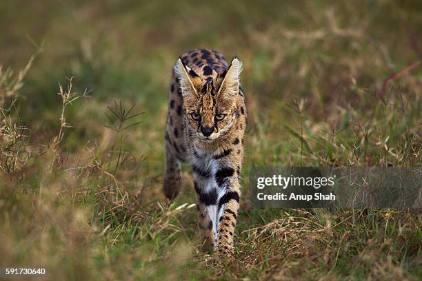 serval male walking through grass - serval stockfoto's en -beelden