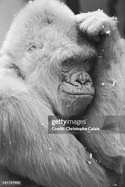 Barcelona Zoo. Copito de Nieve is the only albino gorilla recorded on the planet. She died in 2003. | Location: Barcelona, Spain.