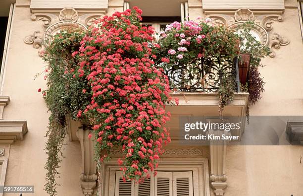 flowers in window boxes - flower boxes stock pictures, royalty-free photos & images