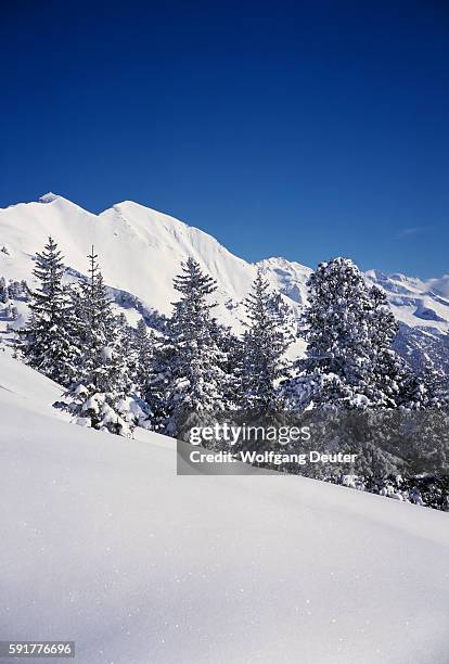 trees on mountain in winter - alpes de zillertal fotografías e imágenes de stock