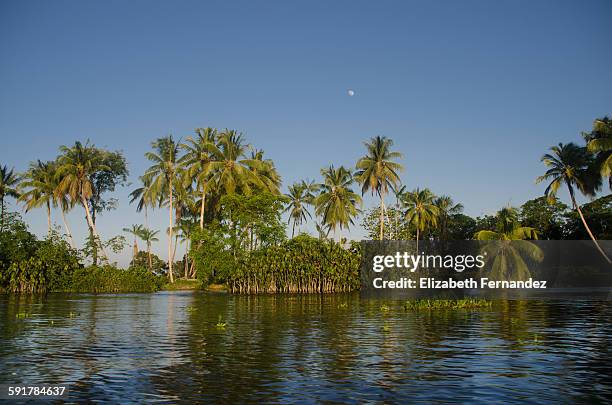 orinoco river at sunset. - orinoco delta stock pictures, royalty-free photos & images