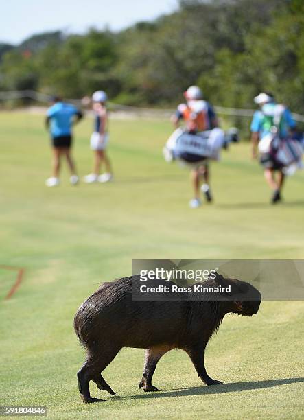 Capybara makes his way across the thirs fairway during the second round of the Women's Individual Stroke Play golf on day 13 of the Rio Olympics at...