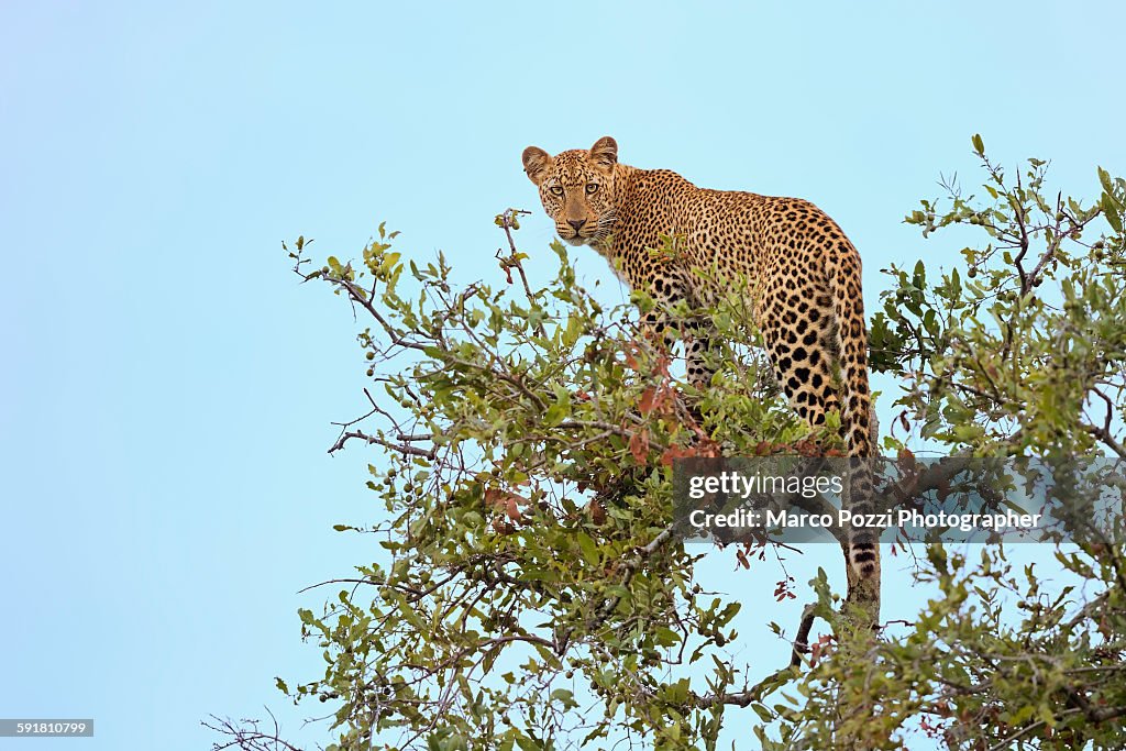 Leopard on the tree