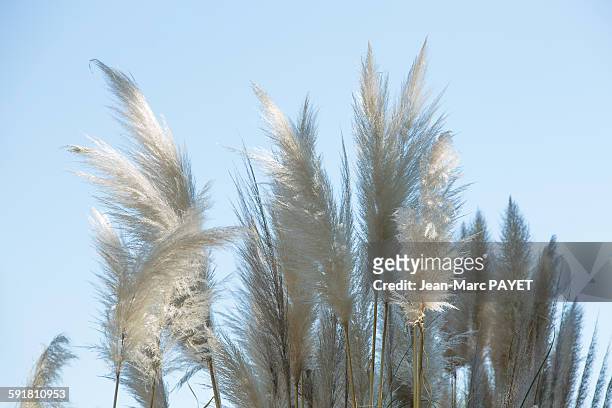 reed flowers or canne de provence - jean marc payet foto e immagini stock