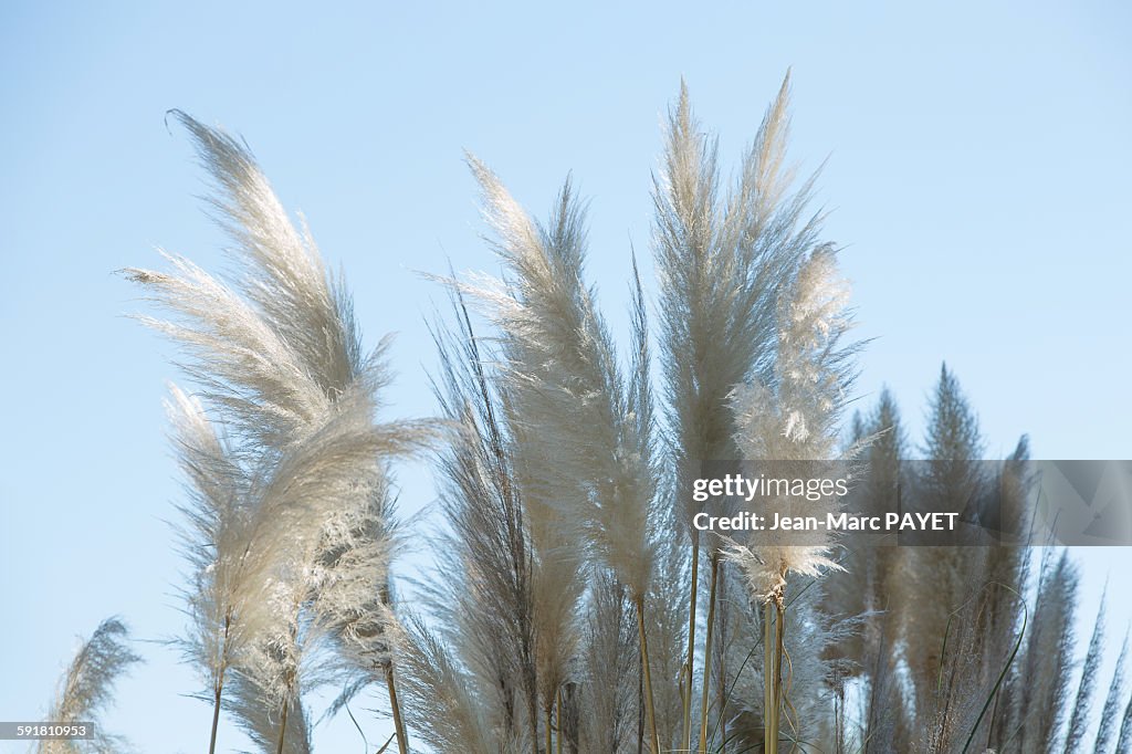 Reed flowers or Canne de Provence