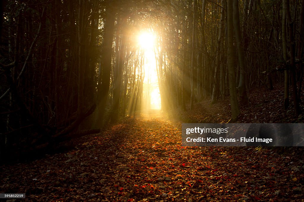 Shafts of Light Through Autumn Woodland