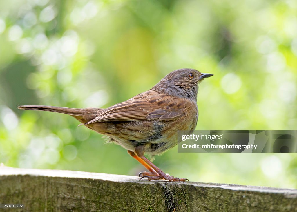 Dunnock