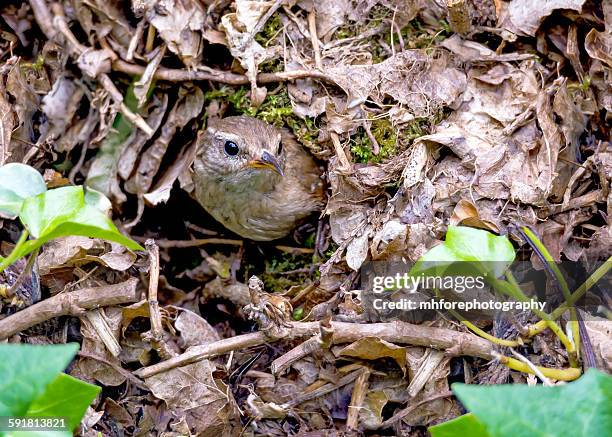 wren - wren stock pictures, royalty-free photos & images
