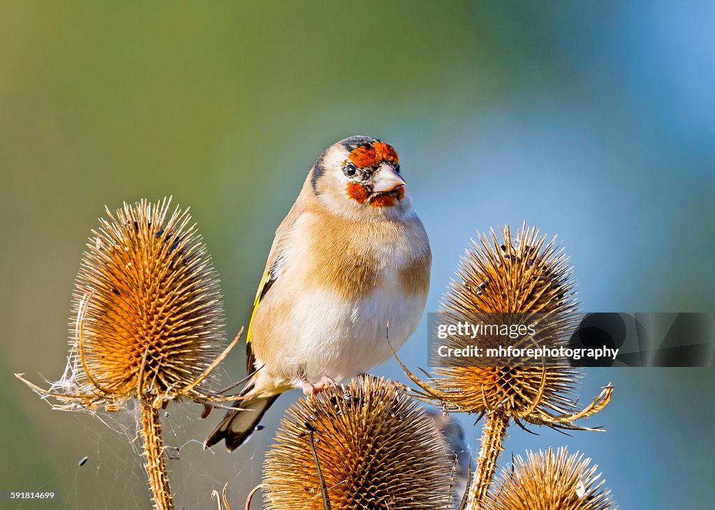Goldfinch