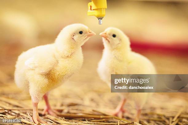 two little chicks drinking water - hatchery stock pictures, royalty-free photos & images