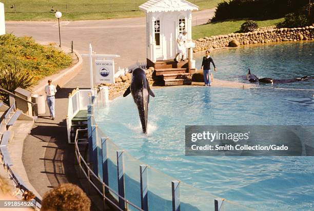 Killer whale leaps out of the water, while a man walks past its tank during a show at Sea World in San Diego, California, 1975. .