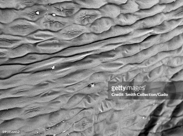 Scanning electron microscope micrograph depicting the petal of a carnation flower , showing cellular structure, with specs of household dust present,...