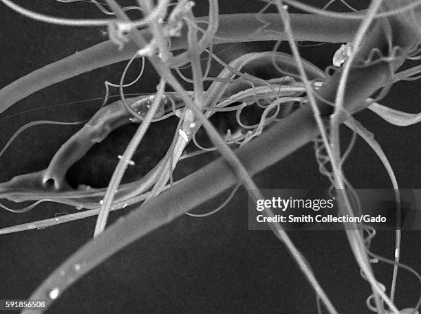 Silk Threads Microscope 27 Nano Microscope Stock Photos, High-Res Pictures, and Images - Getty ...