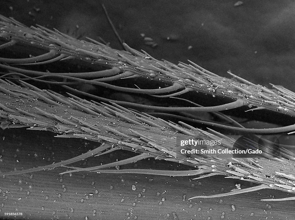 Foxtail SEM