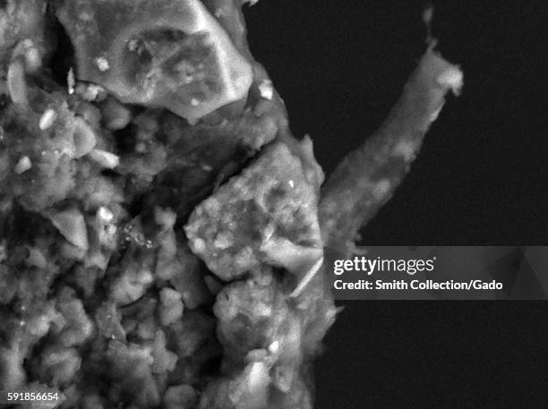 Microscope Plant Root Photos and Premium High Res Pictures - Getty Images