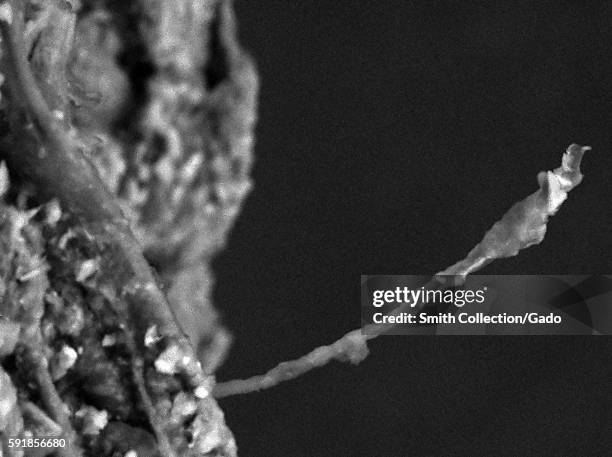 Scanning electron microscope micrograph showing single root hair, approximately 50um in length, extending from a plant root, with soil debris visible...