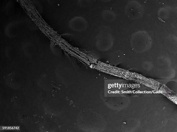 Microscope Plant Root Photos and Premium High Res Pictures - Getty Images