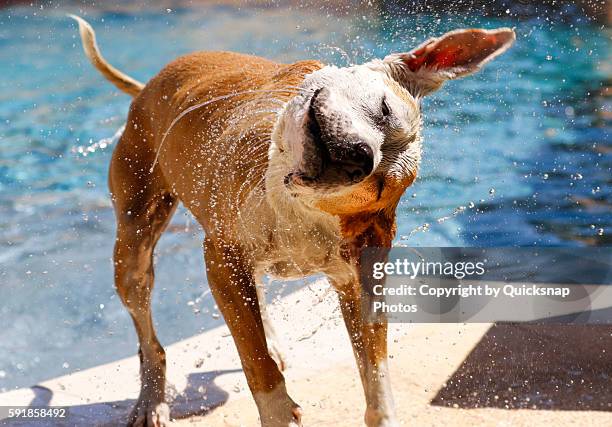 dog shaking off water from the pool - 犬　水 ストックフォトと画像