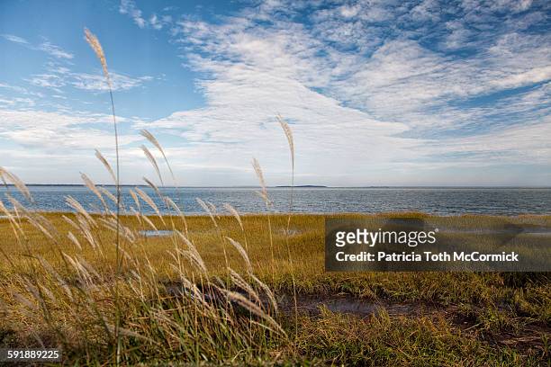 grassy south carolina shoreline - hilton head stock pictures, royalty-free photos & images