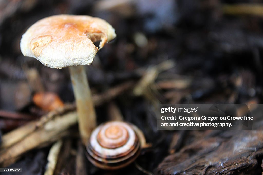 Mushroom And Snail Shell