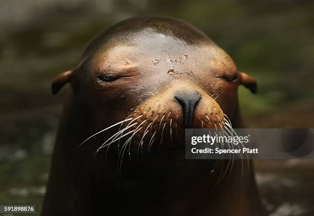Seal stays cool in the water on a hot afternoon at the Central Park Zoo on August 18, 2016 in New York City. According to the latest Nasa data, July...
