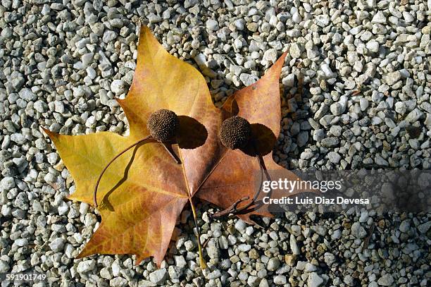 leaves and fruits of planes platanus - arizona sycamore stock pictures, royalty-free photos & images