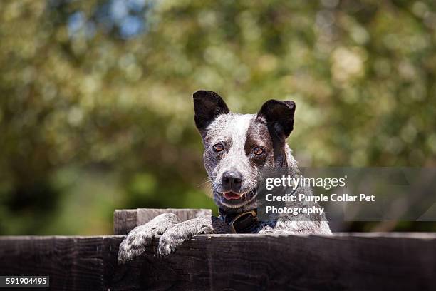 australian cattle dog with paws on fence - australian cattle dog imagens e fotografias de stock