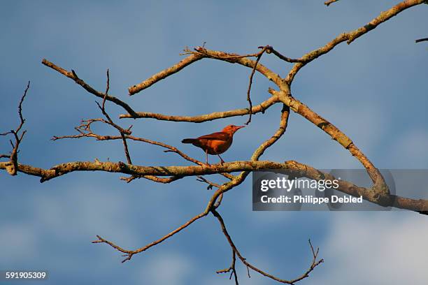 rufous hornero (furnarius rufus) on a tree branch - rufous hornero stock pictures, royalty-free photos & images