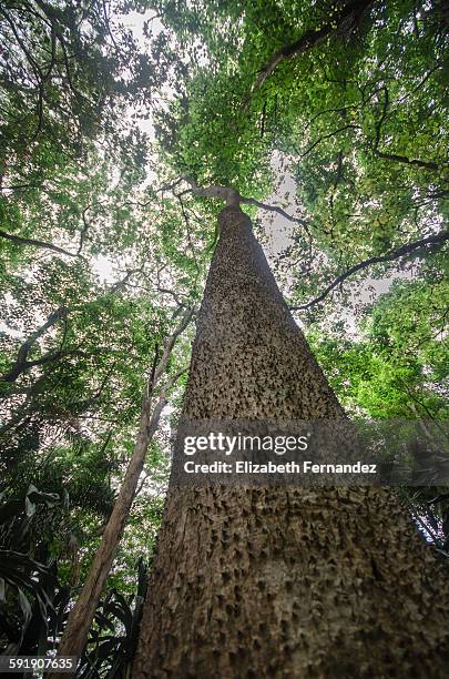 sandbox tree (hura crepitans). yaracuy, venezuela - hura crepitans stock pictures, royalty-free photos & images