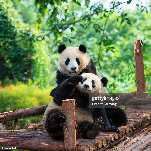 giant panda - panda animal ストックフォトと画像