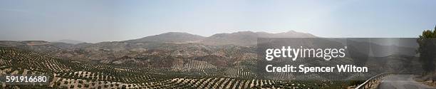 panorama of olive groves of andalucia, spain - córdoba spanje stockfoto's en -beelden