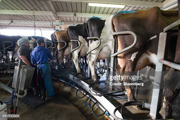 Employees prepare cows for milking in a milking pen at a dairy farm that supplies milk to Fonterra Cooperative Group Ltd. In Hawera, New Zealand, on...