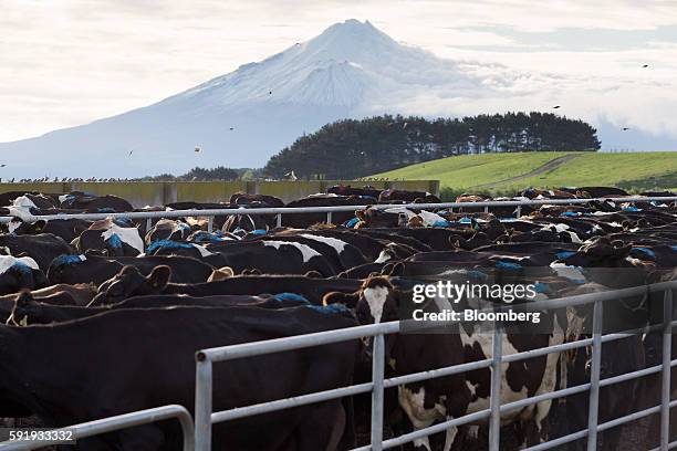 Cows stand in a holding pen at a dairy farm that supplies milk to Fonterra Cooperative Group Ltd. As Mount Taranaki stands in the distance in Hawera,...
