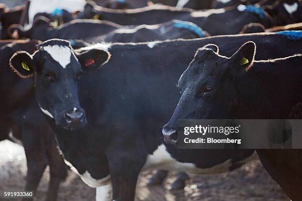 Cows stand in a holding pen at a dairy farm that supplies milk to Fonterra Cooperative Group Ltd. In Hawera, New Zealand, on Thursday, June 9, 2016....