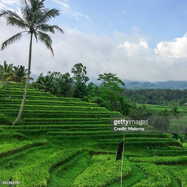 terraced rice fields, jatiluwih, bali, indonesia - jatiluwih rice terraces stock pictures, royalty-free photos & images