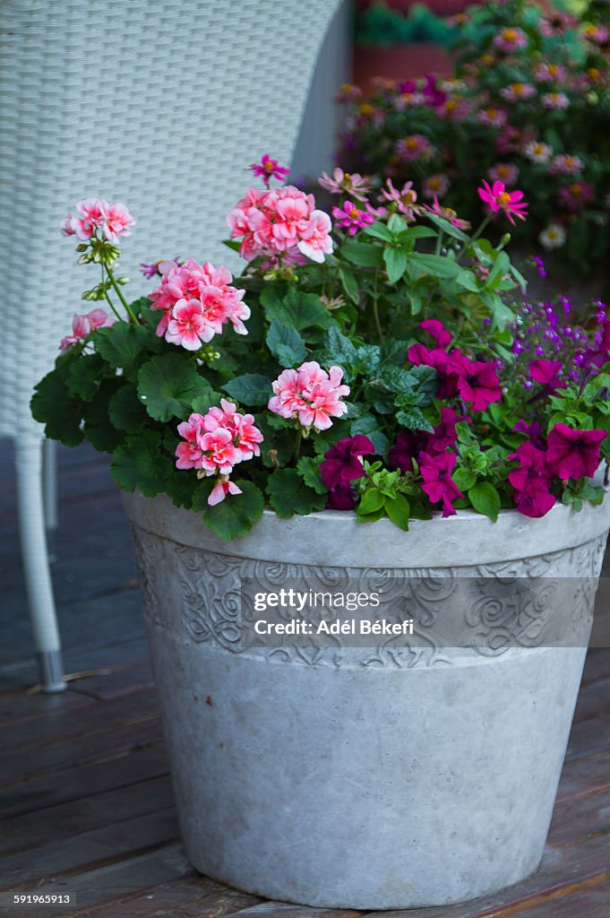 Geranium